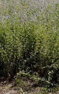 عرق نعنا محلی ارگانیک