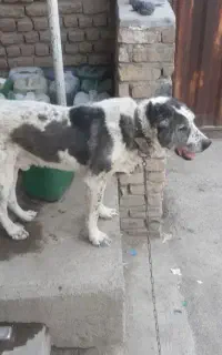 واگذاری سگ نگهبان