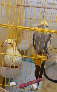 پرنده