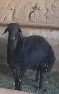 شیشک قوچ قره قزل