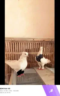 کبوتر