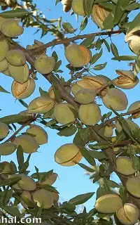 بادام درختی سبز