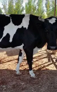 گاو ماده جوان گوشتی و شیری بسیار مهربان