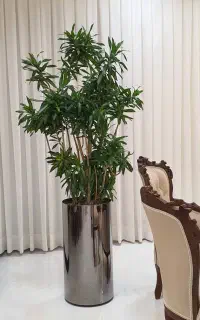 گیاه خاص می‌خوای   نه یه گلدون معمولی