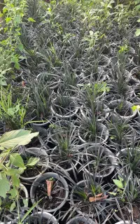 لیروپ مشکی سطل ۴