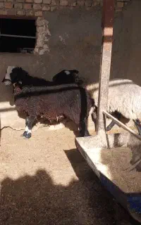 بره نرو ماده