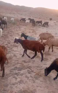 بره نر