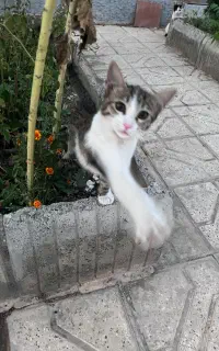 واگذاری بچه گربه