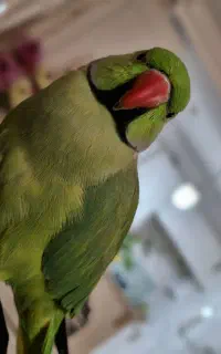 طوطی ملنگو سخنگو نر اهلی