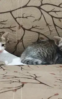 واگزاری گربه ،کنگان