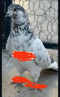 کبوتر گمشده