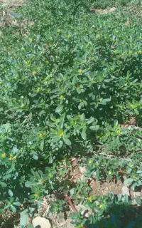 سبزی خرفه