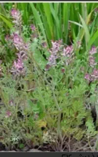 کود اوره