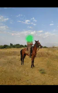 اسب