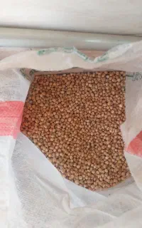 نخود فلافل