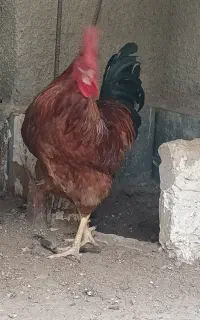 خروس