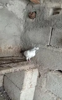 میلزن