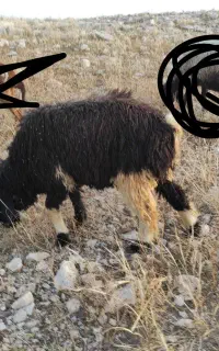 فروش یک بره نر ویک ماده