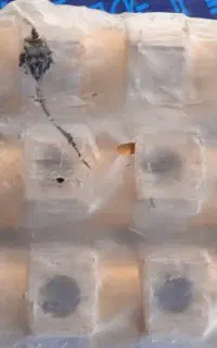 کلکتور