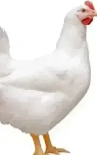 مرغ
