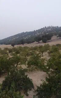 برگ انگور تازه به صورت عمده و جزیی