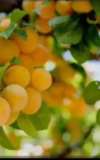 بمب انرژی درختان گیاهان