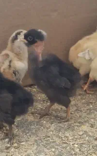 جوجه بومی گردن لخت
