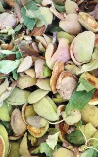 فروش پوست بادام تر