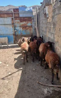 میش هترو4دندون