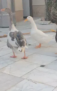 غاز نر  با دو اردک  جوان