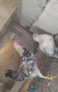 جوجه بامعاوضه
