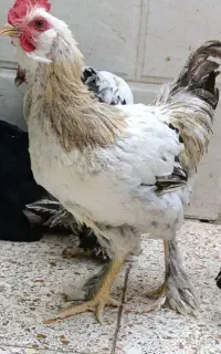 دورگ برهما قد بلند وسنگین