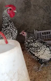 سبرایت،سلطان، کوشین