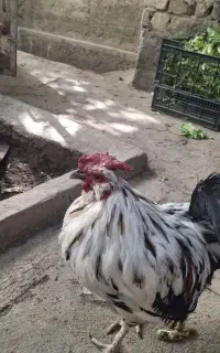 خروس