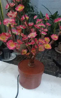 شب خواب