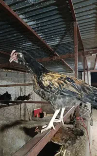 فروش تعدادی جوجه ی خروس گلین ۴ ماهه صحیح و سالم