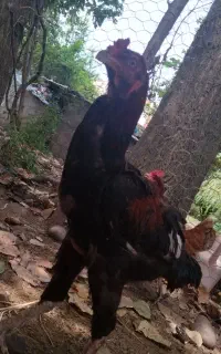 خوروس لاری