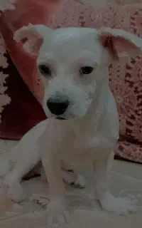 توله شیتزو