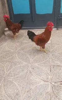 فروش دو عدد خروس ۱۰ ماه فقط به علت کمبود جا