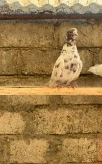 کبوتر نر