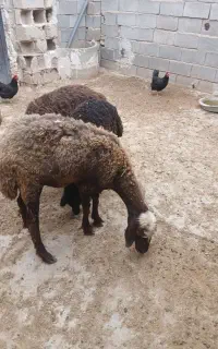 میش بره دار شکم اول
