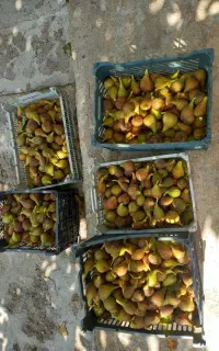 انجیر تازه