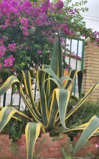 دو عدد آگاو ابلق سایز بزرگ (شهرک صنعتی آق قلا)