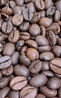 فروش انواع دان قهوه
