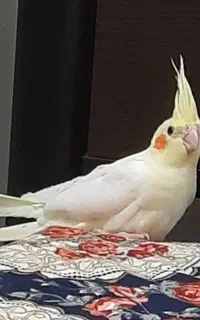 عروس هلندی گمشده