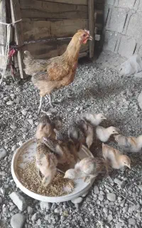 مرغ وجوجه