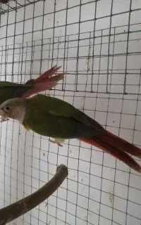جوجه گرینچیک دو ماهه تازه دونخور