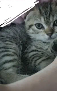 گربه اسکاتیش دوماهه
