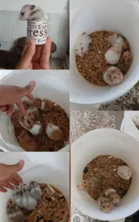همستر