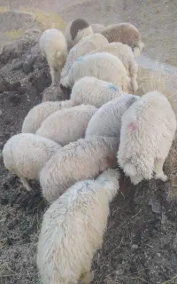 بره درجه یک